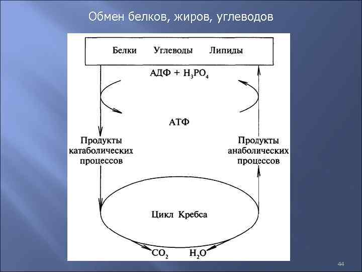 Обмен белков, жиров, углеводов 44 