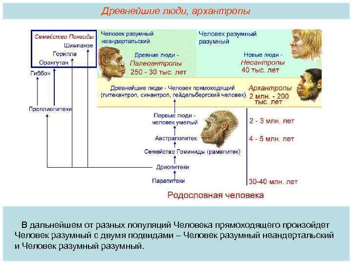 Древнейшие люди, архантропы В дальнейшем от разных популяций Человека прямоходящего произойдет Человек разумный с