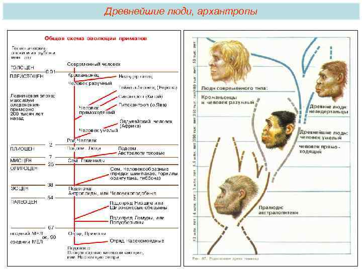 Древнейшие люди, архантропы 