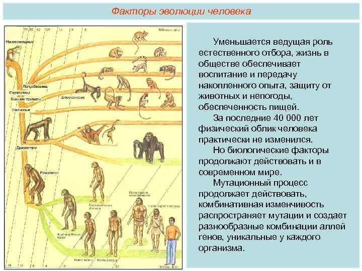 Факторы развития эволюции. Эволюция человека расы современного человека. Основные направления эволюции человека.