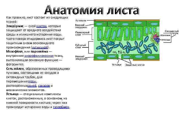 Анатомия листа Как правило, лист состоит из следующих тканей: Эпиде рмис — слой клеток,