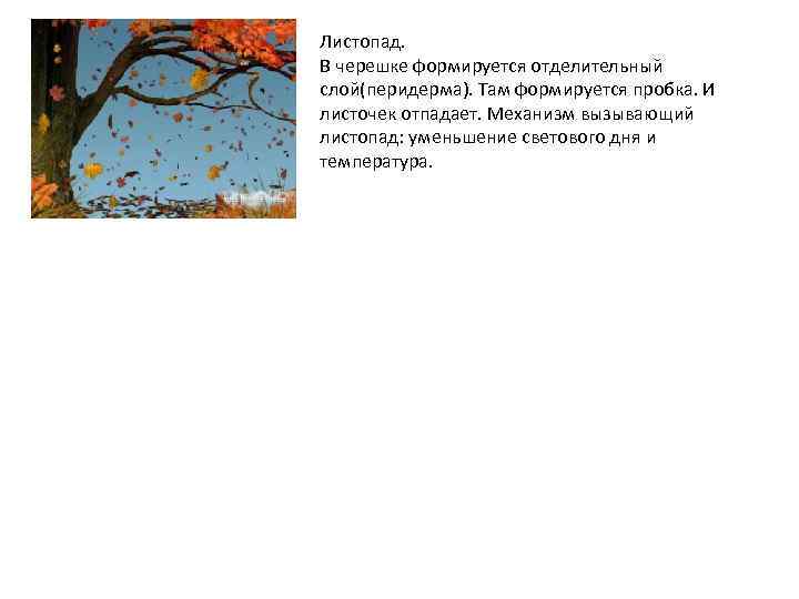 Листопад. В черешке формируется отделительный слой(перидерма). Там формируется пробка. И листочек отпадает. Механизм вызывающий