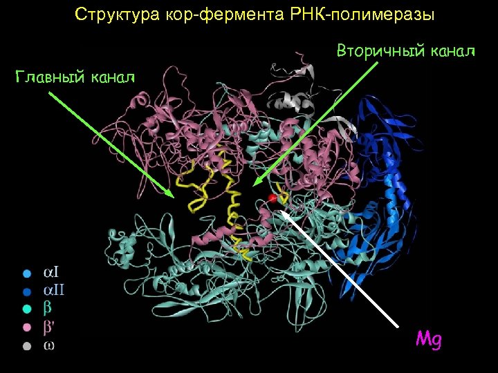 Структура кор-фермента РНК-полимеразы Вторичный канал Главный канал Mg 