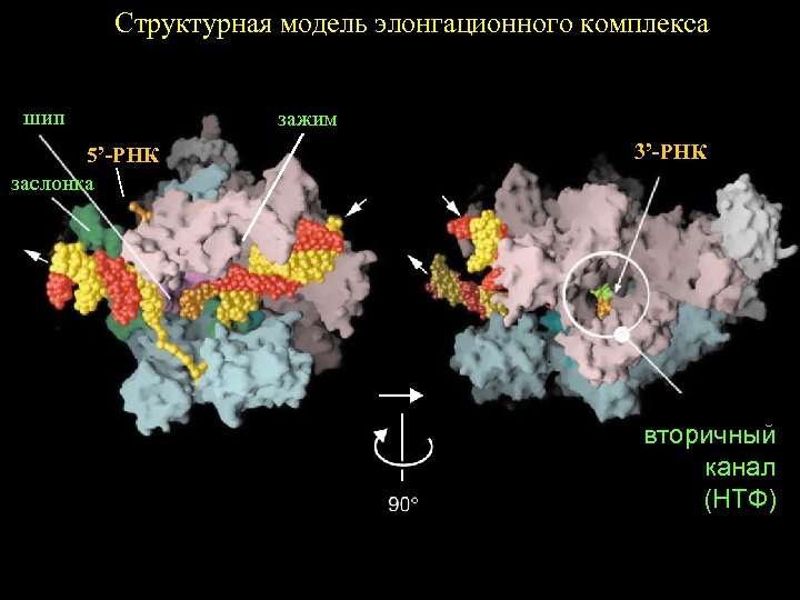 Структурная модель элонгационного комплекса шип 5’-РНК заслонка зажим 3’-РНК вторичный канал (НТФ) 