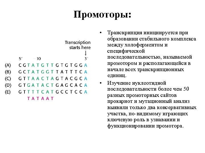Промоторы: • Транскрипция инициируется при образовании стабильного комплекса между холоферментом и специфической последовательностью, называемой