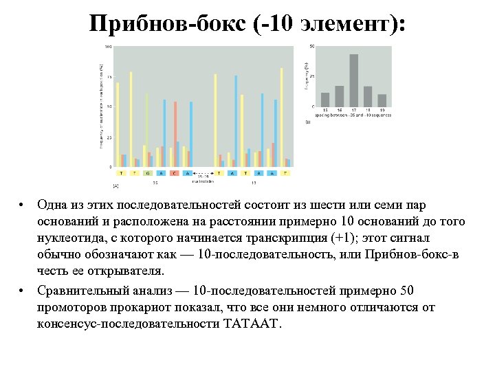 Прибнов-бокс (-10 элемент): • Одна из этих последовательностей состоит из шести или семи пар