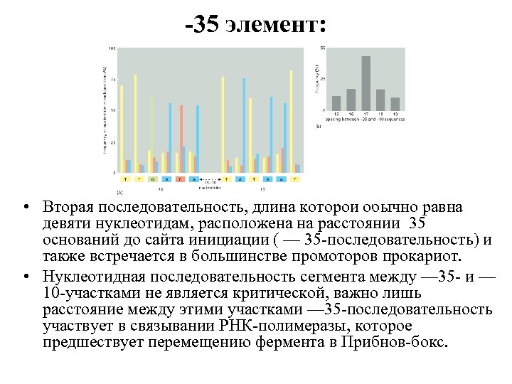 -35 элемент: • Вторая последовательность, длина которой обычно равна девяти нуклеотидам, расположена на расстоянии