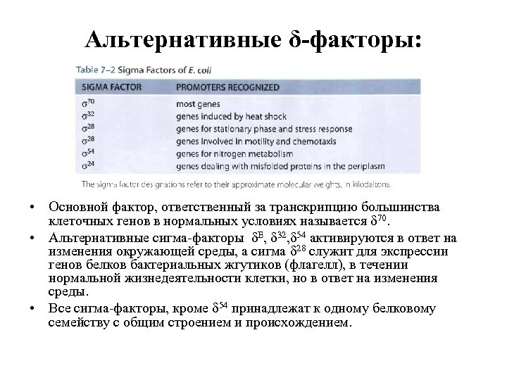 Альтернативные δ-факторы: • Основной фактор, ответственный за транскрипцию большинства клеточных генов в нормальных условиях