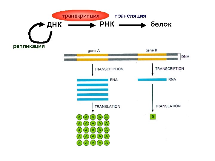 транскрипция ДНК репликация трансляция РНК белок 