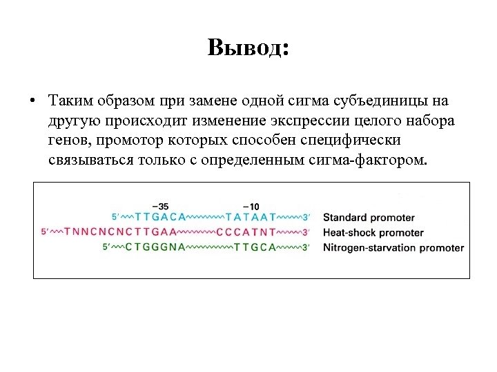 Вывод: • Таким образом при замене одной сигма субъединицы на другую происходит изменение экспрессии
