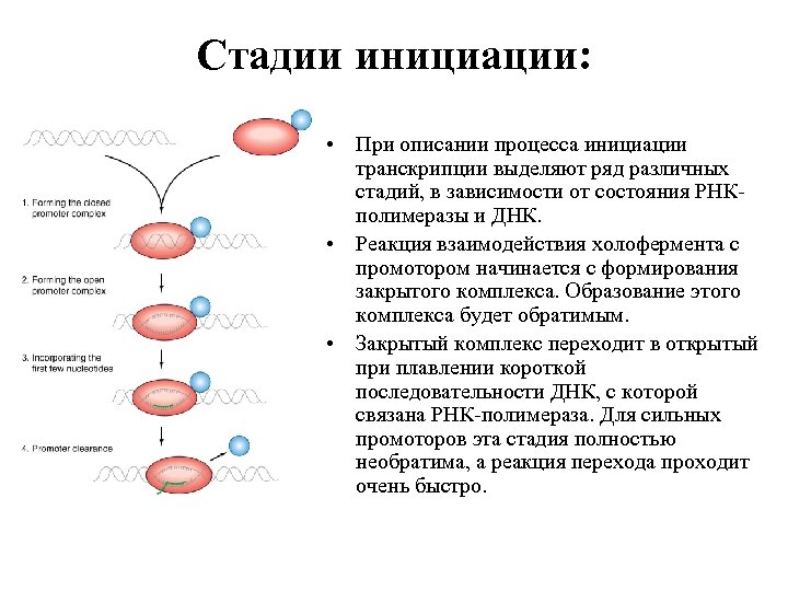 Стадии инициации: • При описании процесса инициации транскрипции выделяют ряд различных стадий, в зависимости