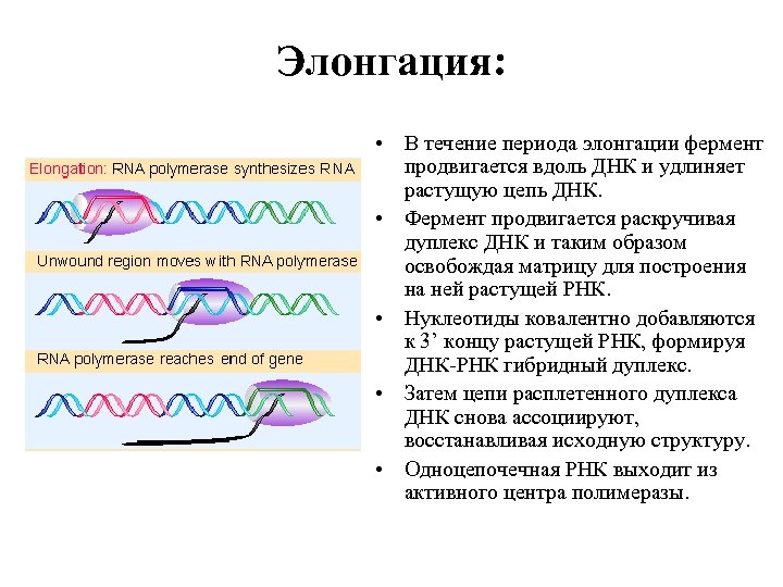 Элонгация: • В течение периода элонгации фермент продвигается вдоль ДНК и удлиняет растущую цепь