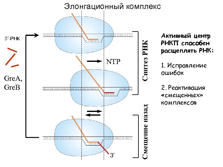 NTP Gre. A, Gre. B 3’ Смещение назад 3’-РНК Синтез РНК Элонгационный комплекс Активный