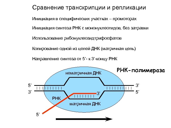 Сравнение транскрипции и репликации Инициация в специфических участках – промоторах Инициация синтеза РНК с