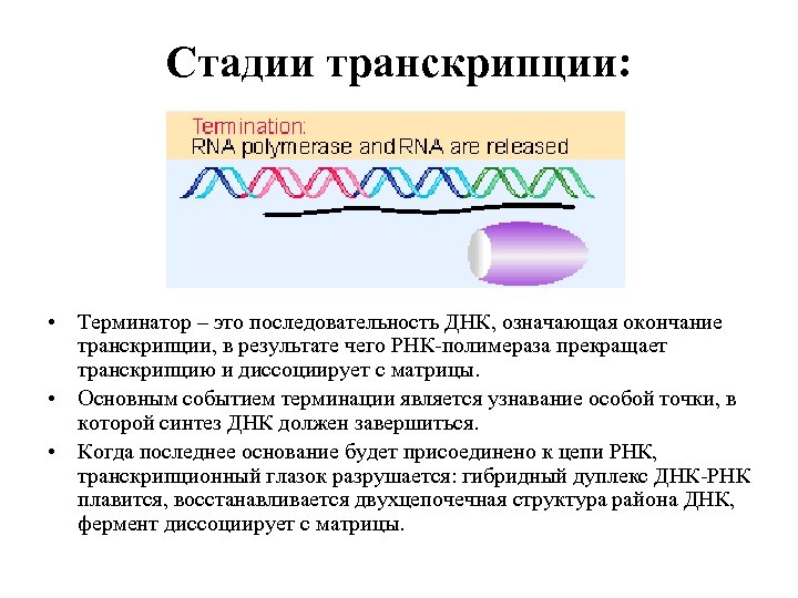 Стадии транскрипции: • Терминатор – это последовательность ДНК, означающая окончание транскрипции, в результате чего