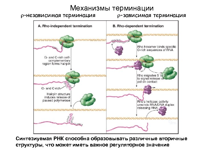 Механизмы терминации -независимая терминация -зависимая терминация Синтезиуемая РНК способна образовывать различные вторичные структуры, что