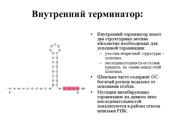Внутренний терминатор: • Внутренний терминатор имеет два структурных мотива абсолютно необходимых для успешной терминации: