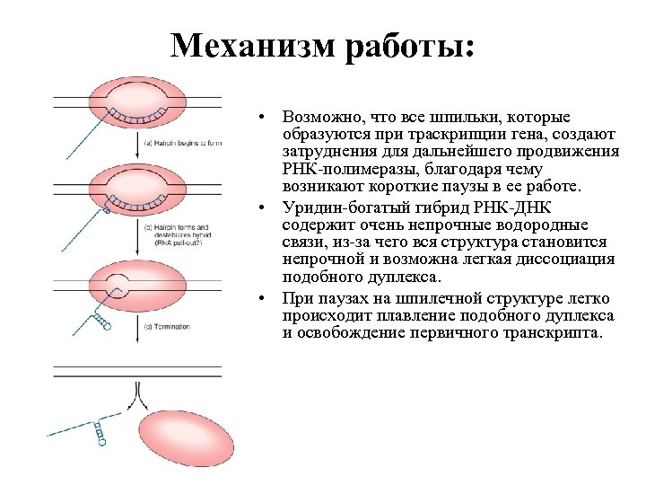 Механизм работы: • Возможно, что все шпильки, которые образуются при траскрипции гена, создают затруднения
