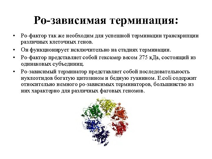 Ро-зависимая терминация: • Ро-фактор так же необходим для успешной терминации транскрипции различных клеточных генов.