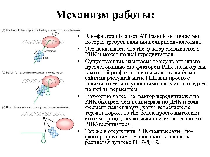 Механизм работы: • Rho-фактор обладает АТФазной активностью, которая требует наличия полирибонуклеотида. • Это доказывает,