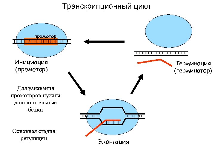 Транскрипционный цикл промотор Инициация (промотор) Терминация (терминатор) Для узнавания промоторов нужны дополнительные белки Основная