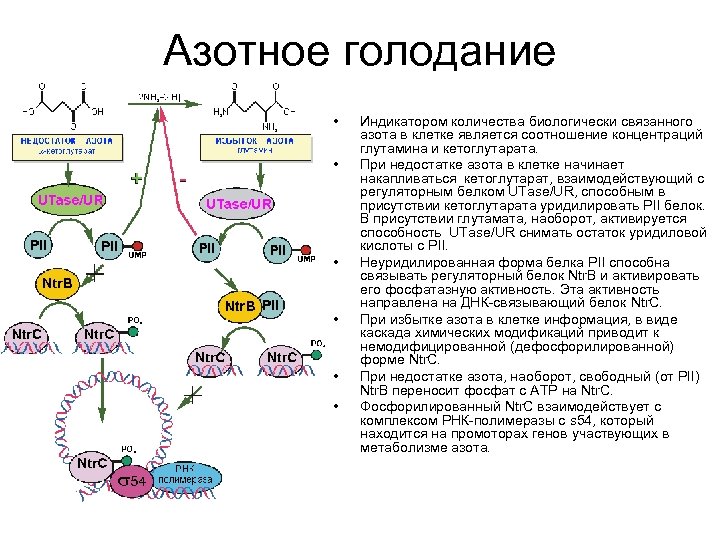 Азотное голодание • • • Индикатором количества биологически связанного азота в клетке является соотношение