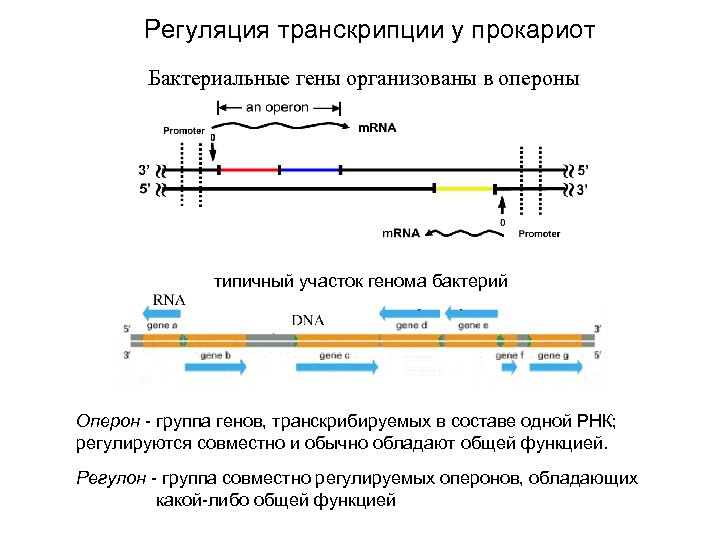 Регуляция транскрипции у прокариот Бактериальные гены организованы в опероны типичный участок генома бактерий Оперон