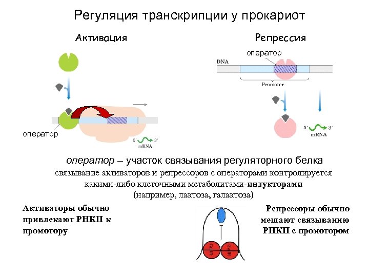 Регуляция транскрипции у прокариот Активация Репрессия оператор – участок связывания регуляторного белка связывание активаторов