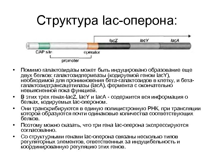 Структура lac-оперона: • • • Помимо галактозидазы может быть индуцировано образование еще двух белков: