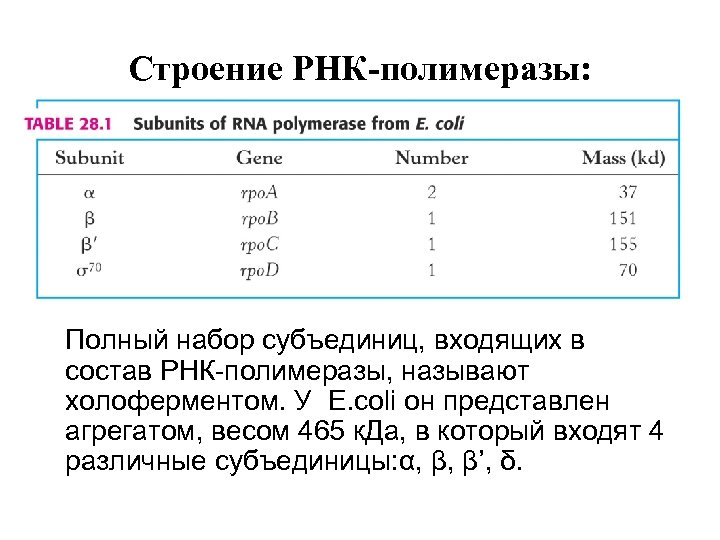 Строение РНК-полимеразы: Полный набор субъединиц, входящих в состав РНК-полимеразы, называют холоферментом. У E. coli