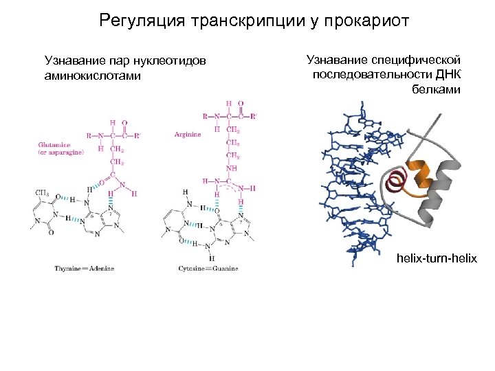 Регуляция транскрипции у прокариот Узнавание пар нуклеотидов аминокислотами Узнавание специфической последовательности ДНК белками helix-turn-helix