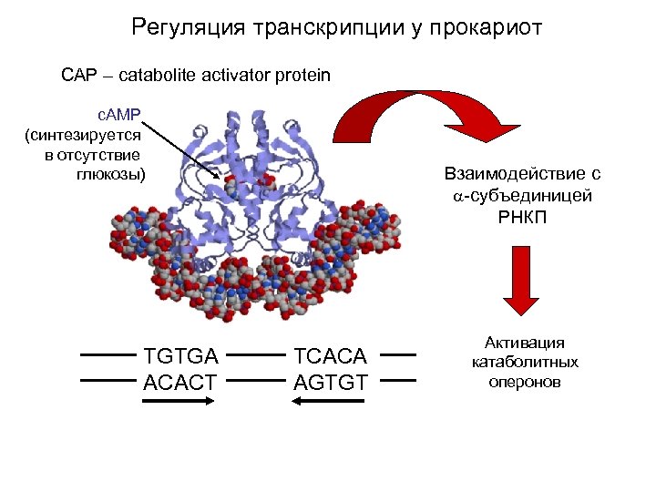 Регуляция транскрипции у прокариот СAP – catabolite activator protein c. AMP (синтезируется в отсутствие