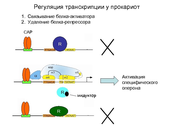 Регуляция транскрипции у прокариот 1. Связывание белка-активатора 2. Удаление белка-репрессора СAP R R R