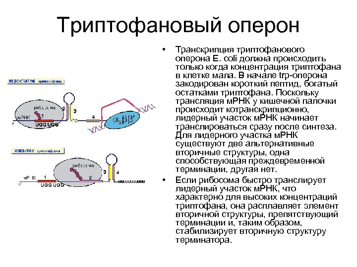 Триптофановый оперон схема