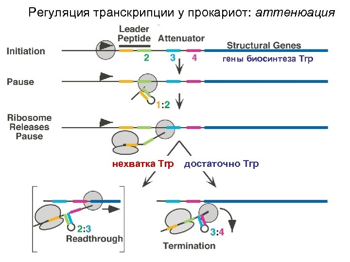 Регуляция транскрипции у прокариот: аттенюация гены биосинтеза Trp нехватка Trp достаточно Trp 