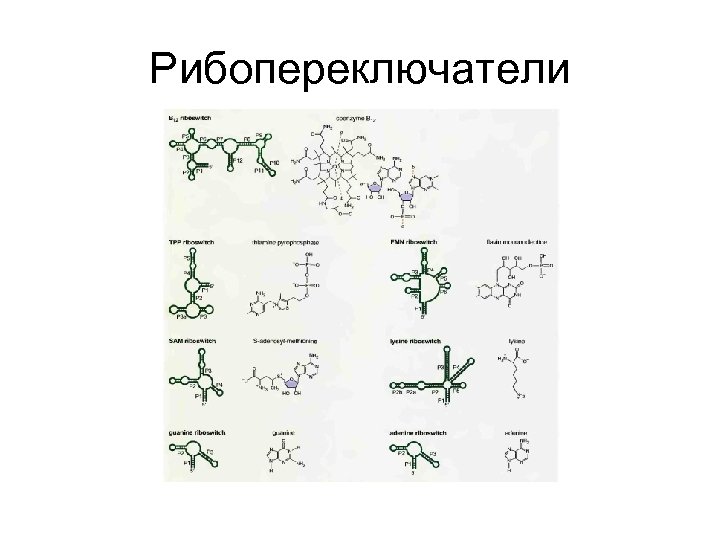 Рибопереключатели 