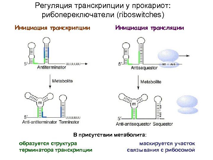 Регуляция транскрипции у прокариот: рибопереключатели (riboswitches) Инициация транскрипции Инициация трансляции В присутствии метаболита: образуется