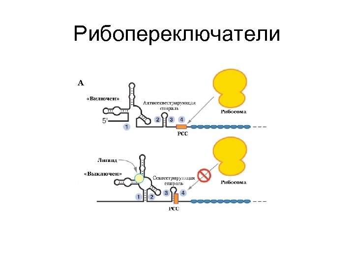 Рибопереключатели А Б 