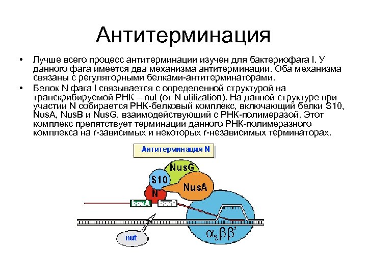 Антитерминация • • Лучше всего процесс антитерминации изучен для бактериофага l. У данного фага