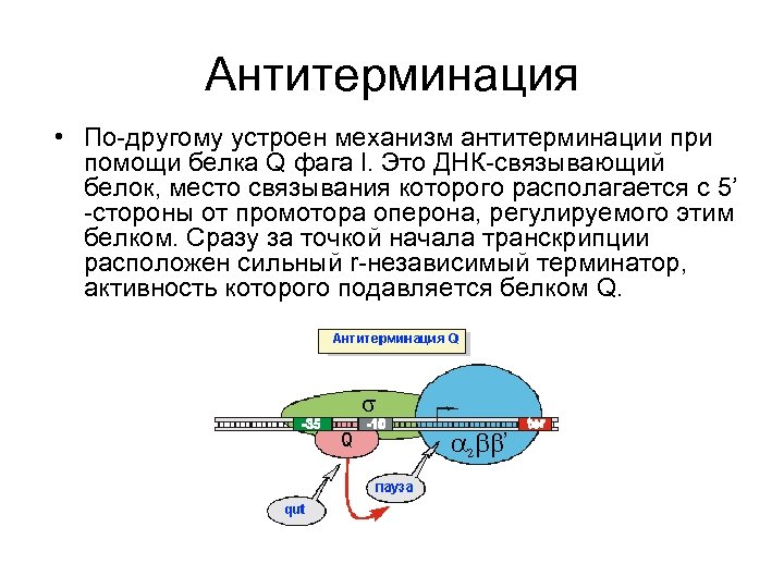 Антитерминация • По-другому устроен механизм антитерминации при помощи белка Q фага l. Это ДНК-связывающий