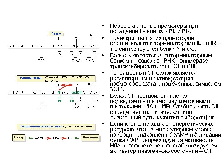  • • • Первые активные промоторы при попадании l в клетку - PL