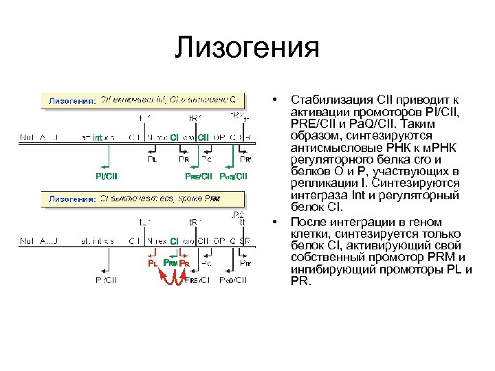 Лизогения • • Стабилизация CII приводит к активации промоторов PI/CII, PRE/CII и Pa. Q/CII.