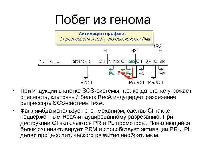 Побег из генома • При индукции в клетке SOS-системы, т. е. когда клетке угрожает