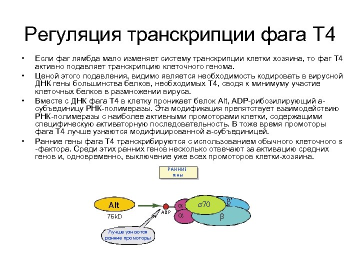Регуляция транскрипции фага T 4 • • Если фаг лямбда мало изменяет систему транскрипции