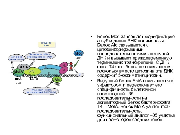  • • Белок Mod завершает модификацию a-субъединиц РНК-полимеразы. Белок Alc связывается с цитозинсодержащими