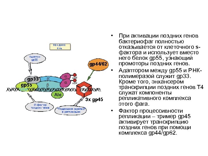  • При активации поздних генов бактериофаг полностью отказывается от клеточного sфактора и использует