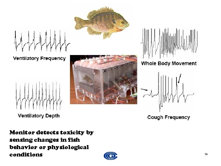 Monitor detects toxicity by sensing changes in fish behavior or physiological conditions 14 