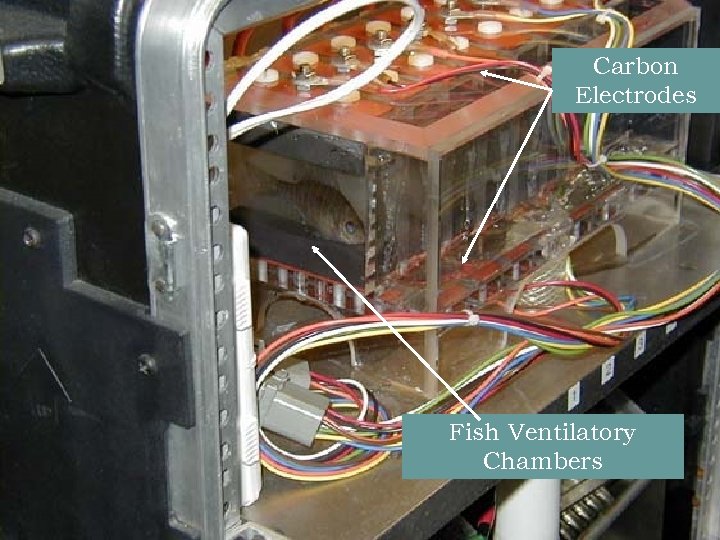 Carbon Electrodes Fish Ventilatory Chambers 18 