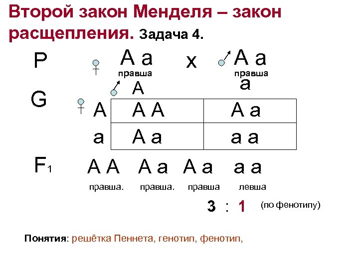 Второй закон менделя закон расщепления