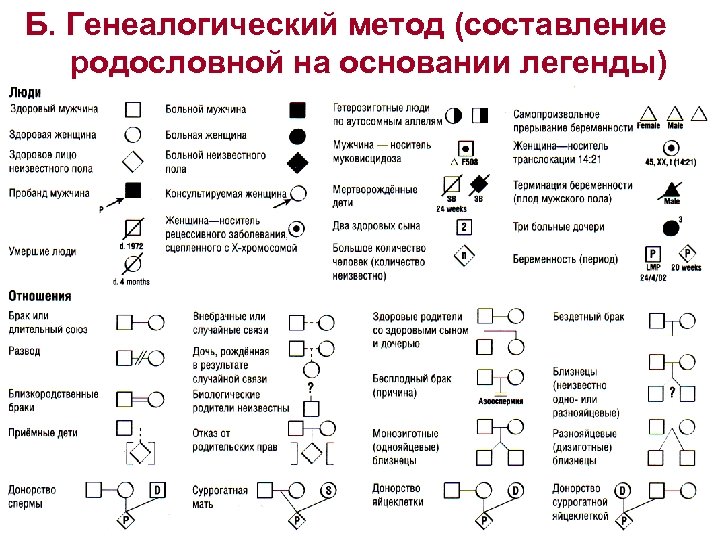 Генеалогическая карта больного